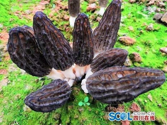 資料圖
