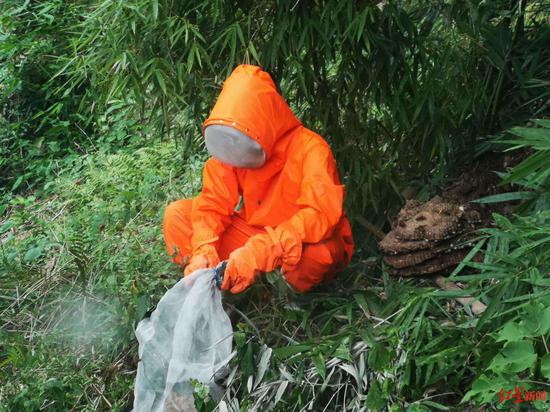 最近,消防人員經(jīng)常幫村民摘取馬蜂窩