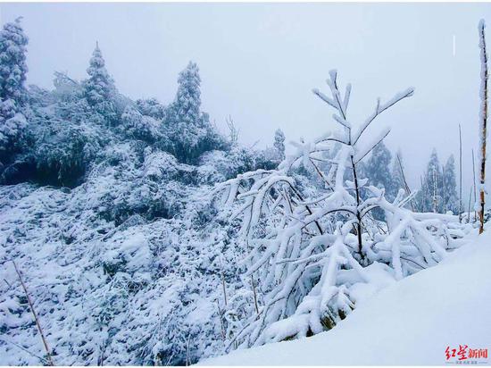 泸州古蔺雪景 张华摄