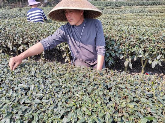 洪雅县中山镇前锋村3组，熊应高正在采茶（刘佳 摄）