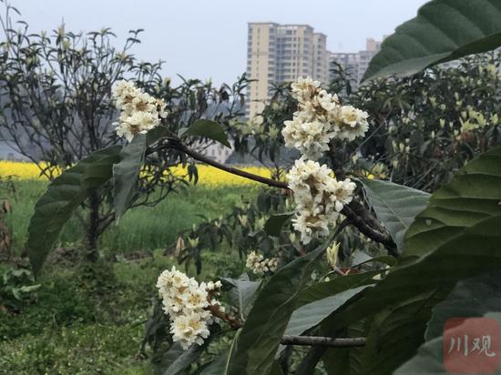 春花枇杷盛花期(遠(yuǎn)處黃色植物是油菜花)