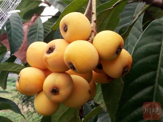 春花枇杷成熟果實