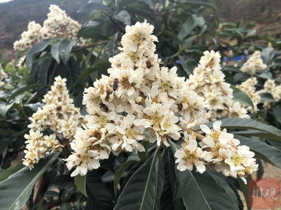 春花枇杷盛花期(攝于2021年2月27日)