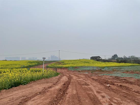 整理撂荒土地种植粮油作物的同时，金炜的公司还要修路。新京报记者 李桂 摄