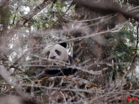 　▲大熊猫国家公园四川唐家河片区拍摄到的大熊猫 王超 摄