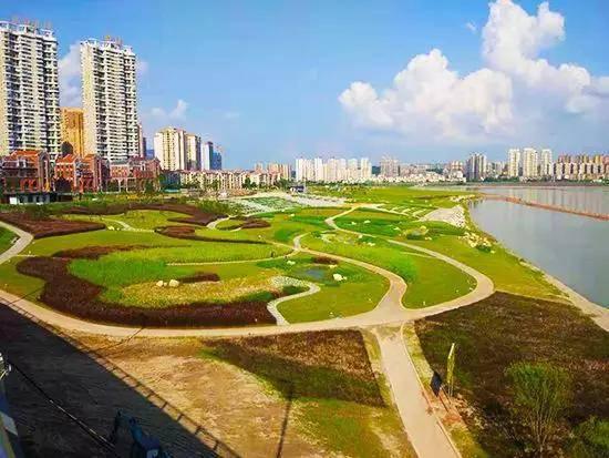 湿地公园就在袁正国的家门口