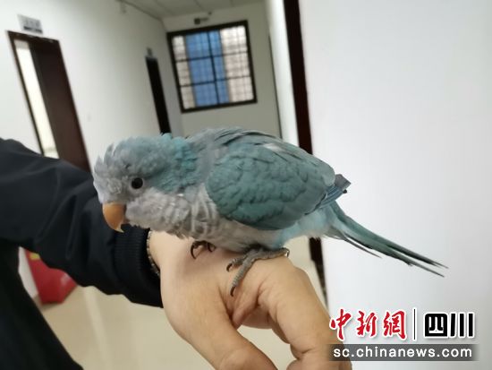 涉案鸚鵡。