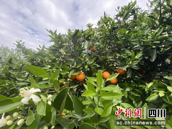 “花果同树”景观再现金堂。