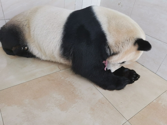 珍珍带仔