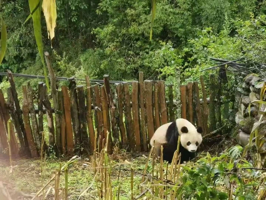 熊猫在农户田地里觅食