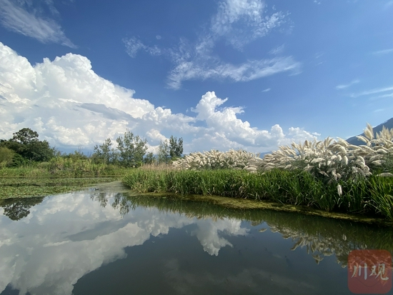 邛海白鹭滩湿地。9月12日拍摄