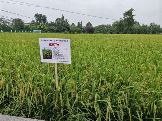 新培育的航天水稻品种