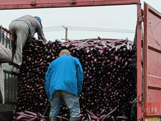 绵阳市安州区秀水镇天竺村，装车的茄子准备发往蔬菜批发市场