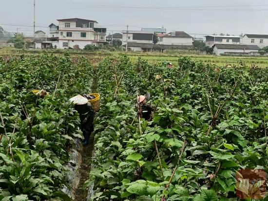 绵阳市安州区秀水镇天竺村,村民采收茄子,近期茄子批发价从9月的1元/斤涨到了2.5元/斤