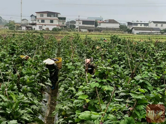 绵阳市安州区秀水镇天竺村，村民采收茄子，近期茄子批发价从9月的1元/斤涨到了2.5元/斤