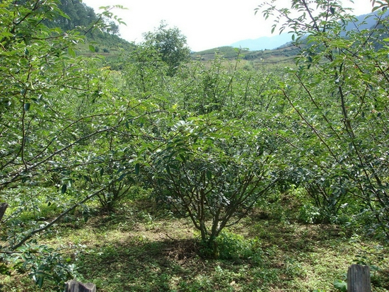 仁壽花椒抑螺林