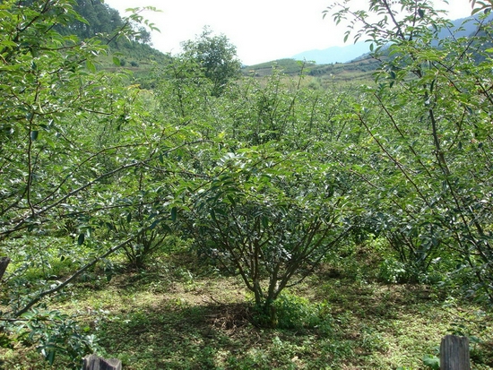 仁寿花椒抑螺林