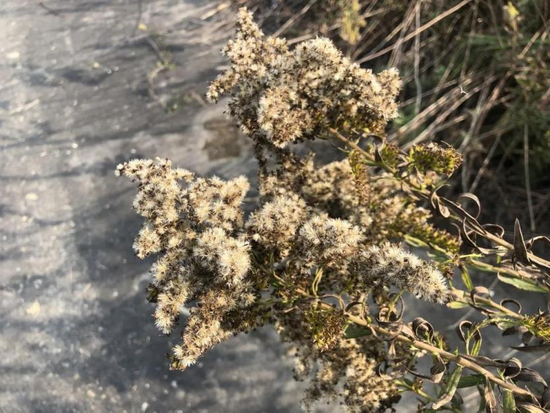 发现的已枯萎加拿大一枝黄花