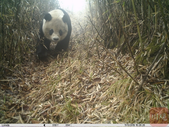 此前拍摄到的野生大熊猫正面照