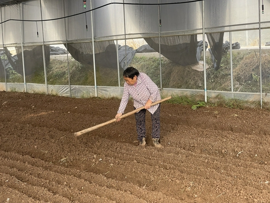 村民在菌菇基地务工