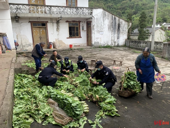 民輔警對從地里拔出的萵筍進行打捆等