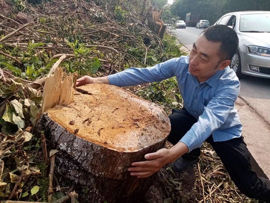 砍伐的树最大的直径有50厘米。