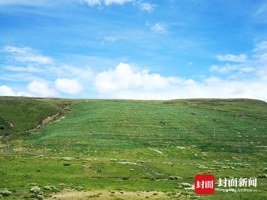 2007年以来，甘孜州共计治理沙化土地116.85万亩。四川省林业和草原局供图