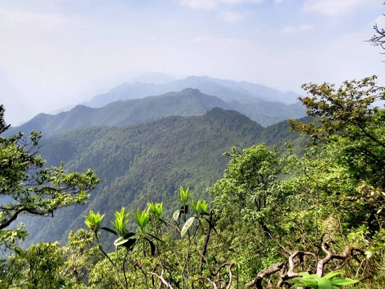 四川山鹧鸪的典型栖息地。付义强 摄于四川宜宾老君山