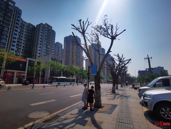 ▲小朋友躲在樹干的陰面等候公交車。