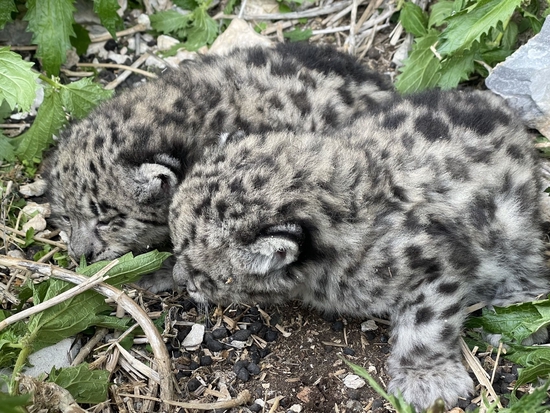 被救助的两只雪豹幼崽。