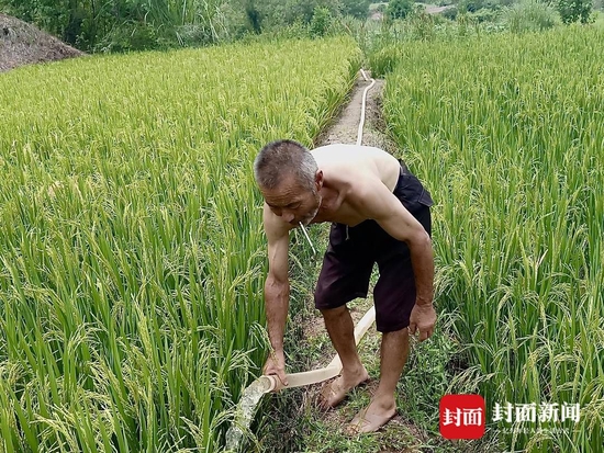 栋大爹正在为秧苗灌水