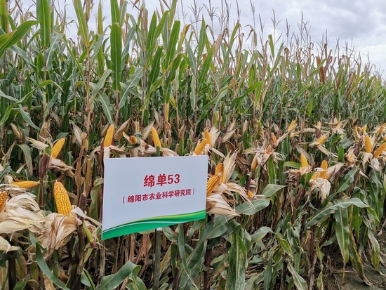 市場解碼丨遭遇極端高溫天氣，四川部分丘區為何玉米奪豐收？