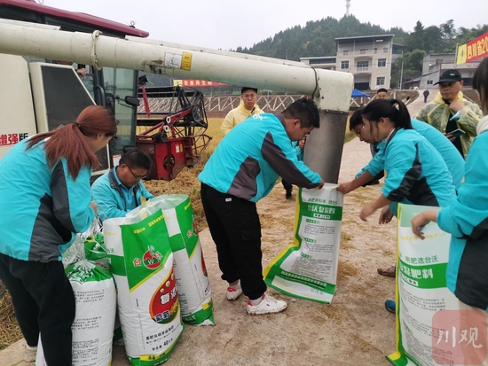 历史性突破！川北地区首次种出再生稻，亩产超300公斤