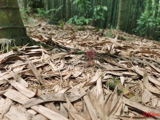 ↑洪雅县发现多枝霉草