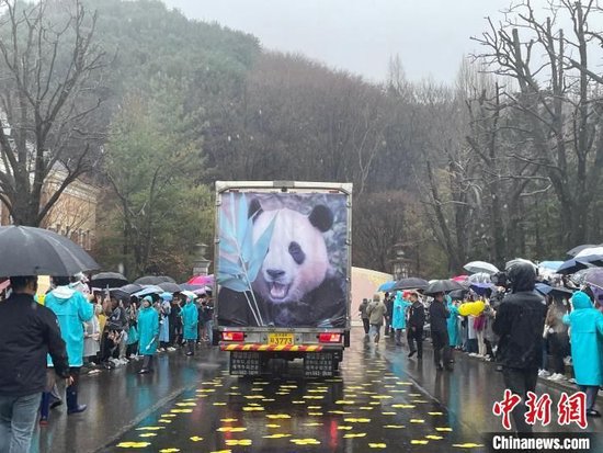 　4月3日，装载有旅韩大熊猫“福宝”的车辆驶离韩国爱宝乐园，大批民众冒雨送行。　中新社记者 刘旭 摄