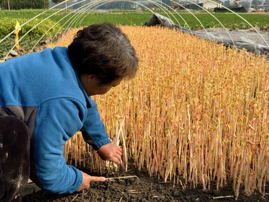 ▲当地农户收割出口备案场地的折耳根