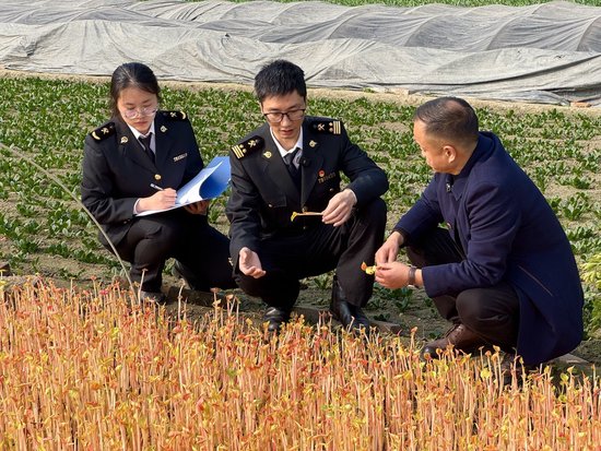 ▲海关关员现场指导出口折耳根收割