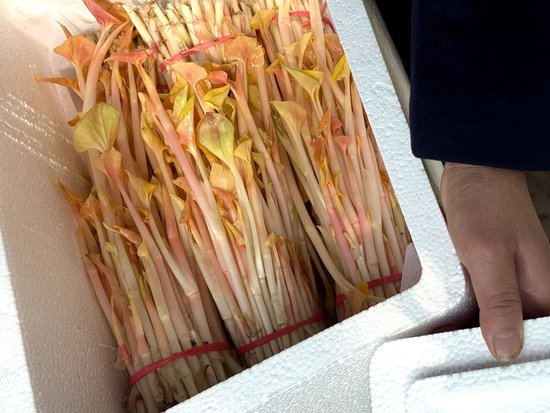 ▲装箱待运至加拿大的折耳根