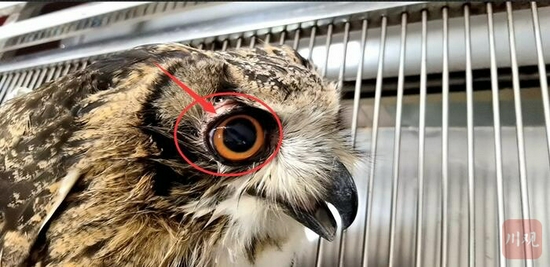 鵰鸮的病眼 王波 摄