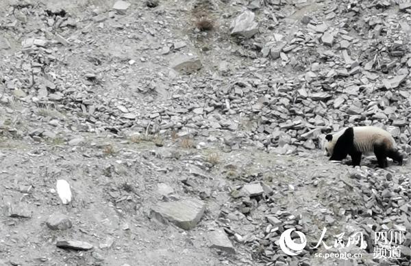 村民拍下的野生大熊猫(图片由村民提供)