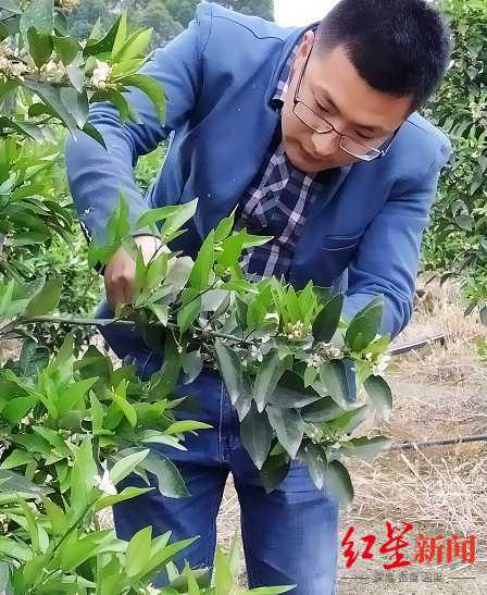刘沈厅在查看果树