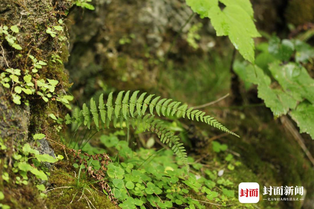 光葉蕨-原景植株