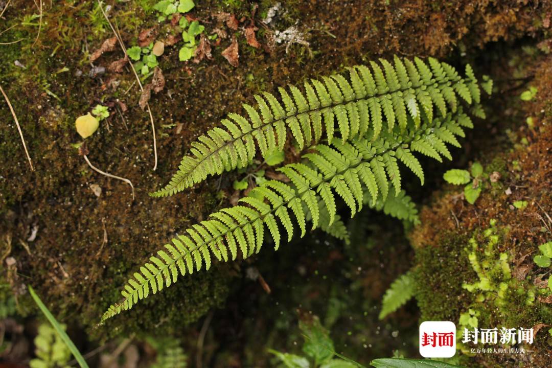 光叶蕨-原景植株