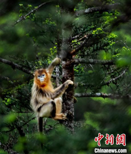 　一只川金丝猴在树上观望。　高华康 摄