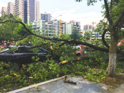 狂风吹断大树,砸中南充茂源南路口经过的车辆。