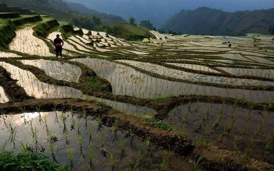 宜宾这个地方打谷子又火了 丰收季节的美景