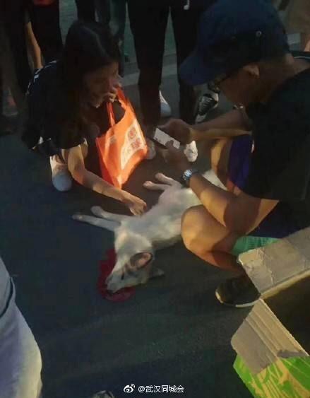 小白狐被车撞
