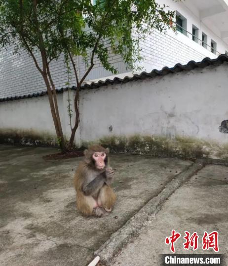 偷溜進學校的獼猴 古藺公安供圖