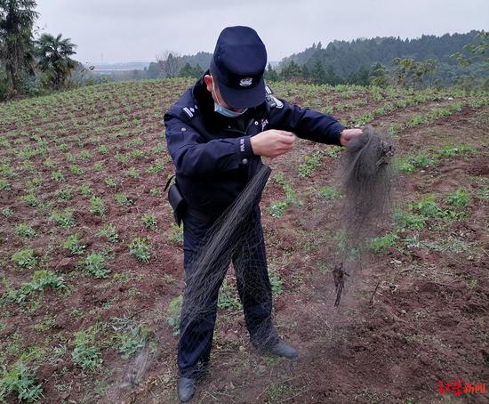 巡护人员拆除了捕鸟网