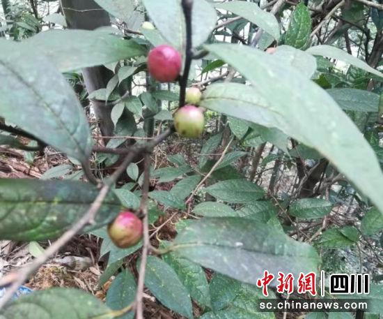 濒危野生植物“小黄花茶”正含苞待放。涂为熙 摄
